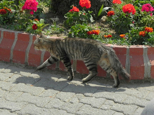 Koty w porcie Side - pięknie pręgowany z puchatą kitą (24) #Koty #Side #Turcja