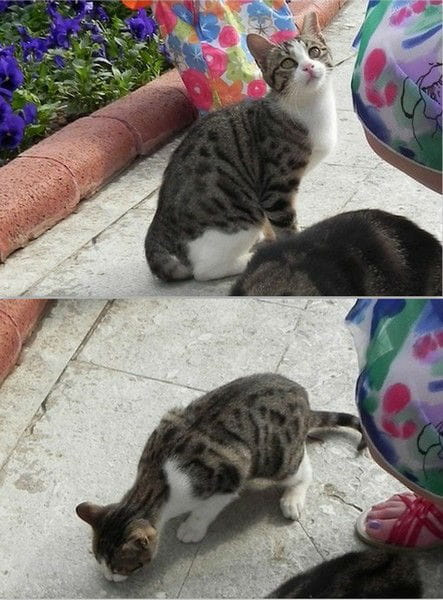 Młodziutka koteczka (19) #Koty #Side #Turcja