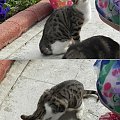 Młodziutka koteczka (19) #Koty #Side #Turcja