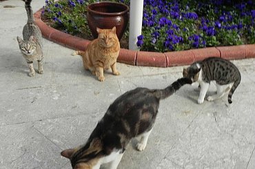 Stadko kotów w pobliżu hotelowej stołówki. Skład prawie stały, czasem było nawet 8 futrzaków :)) . #Koty #Side #Turcja