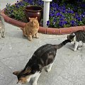 Stadko kotów w pobliżu hotelowej stołówki. Skład prawie stały, czasem było nawet 8 futrzaków :)) . #Koty #Side #Turcja