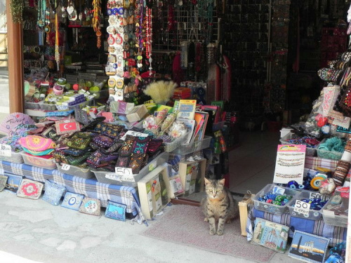 Koty w porcie Side - zapraszam na zakupy (21) #Koty #Side #Turcja