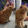 Rudzielec - duży i bardzo sympatyczny (20) #Koty #Side #Turcja