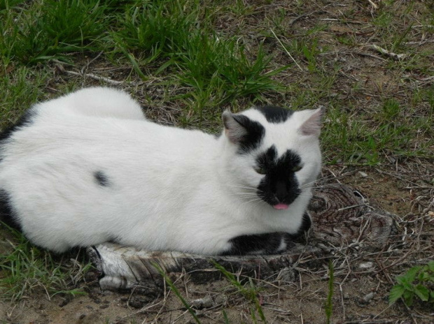Biało-czarna kotka we wzorzystych podkolanowkach (8). Razem spacerujemy po ogrodach hotelu Sueno. #Kot #Side #Turcja