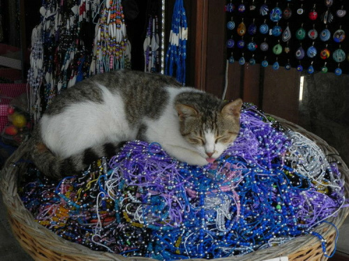 Koty w porcie Side - sprzedaję koraliki #Koty #Side #Turcja