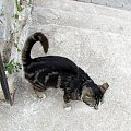 Alanya - sympatyczna koteczka spotkana na górze zamkowej #Koty #Psy #Alanya #Turcja