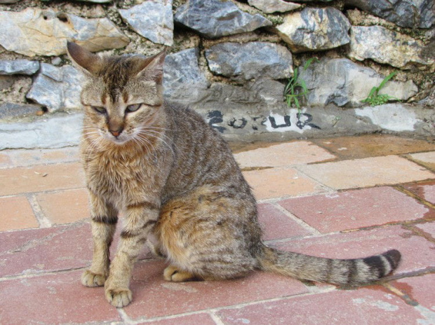 Alanya - kotek spotkany w porcie #Koty #Psy #Alanya #Turcja