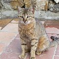 Alanya - kotek spotkany w porcie #Koty #Psy #Alanya #Turcja