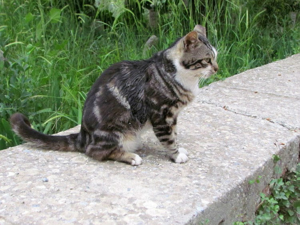 Alanya - sympatyczna koteczka spotkana na górze zamkowej #Koty #Psy #Alanya #Turcja