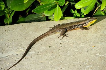 Salamandra wygrzewająca się w słońcu - Turcja 2011 #Płazy #Salamandry #Turcja