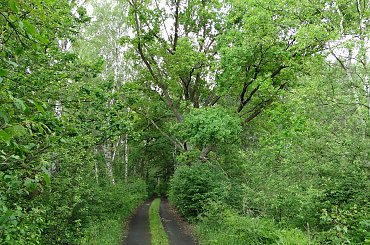 #kapliczki #las #modraki #PaprocieLeśne #pole #rzeczka #staw #wieś