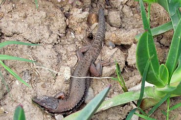 Salamandra wygrzewająca się w słońcu - Turcja 2011 #Płazy #Salamandry #Turcja