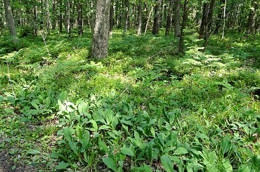 #kapliczki #las #modraki #PaprocieLeśne #pole #rzeczka #staw #wieś