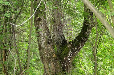 #kapliczki #las #modraki #PaprocieLeśne #pole #rzeczka #staw #wieś