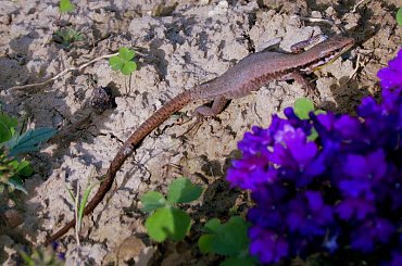 Salamandra wygrzewająca się w słońcu - Turcja 2011 #Płazy #Salamandry #Turcja