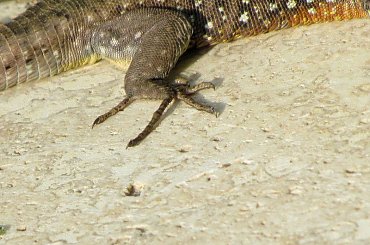 Salamandra wygrzewająca się w słońcu - Turcja 2011 #Płazy #Salamandry #Turcja