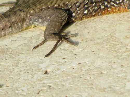 Salamandra wygrzewająca się w słońcu - Turcja 2011 #Płazy #Salamandry #Turcja