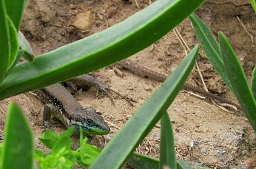 Salamandra wygrzewająca się w słońcu - Turcja 2011 #Płazy #Salamandry #Turcja