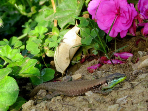 Salamandra wygrzewająca się w słońcu - Turcja 2011 #Płazy #Salamandry #Turcja