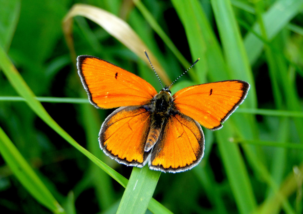 Czerwończyk nieparek (Lycaena dispar) #motyle