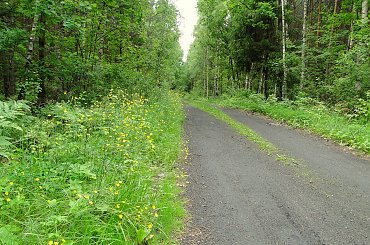 #kapliczki #las #modraki #PaprocieLeśne #pole #rzeczka #staw #wieś