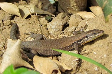 Salamandra wygrzewająca się w słońcu - Turcja 2011 #Płazy #Salamandry #Turcja