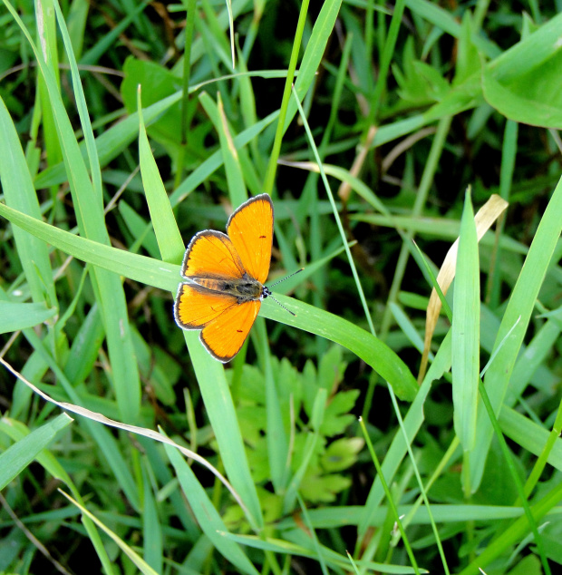 Czerwończyk nieparek (Lycaena dispar) #motyle