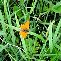 Czerwończyk nieparek (Lycaena dispar) #motyle