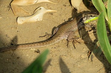 Salamandra wygrzewająca się w słońcu - Turcja 2011 #Płazy #Salamandry #Turcja