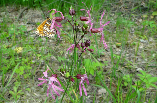 Motyl #motyle