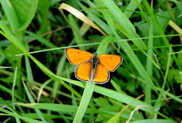 Czerwończyk nieparek (Lycaena dispar) #motyle