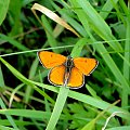 Czerwończyk nieparek (Lycaena dispar) #motyle