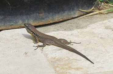 Salamandra wygrzewająca się w słońcu - Turcja 2011 #Płazy #Salamandry #Turcja