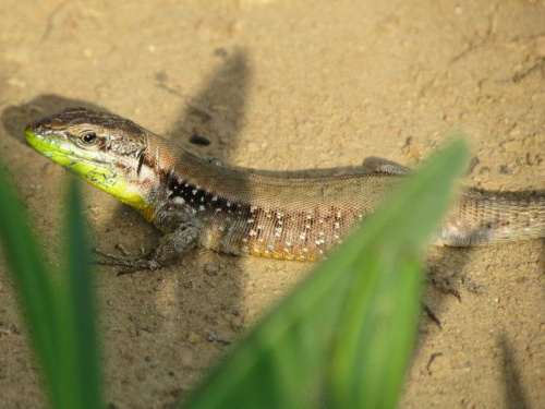 Salamandra wygrzewająca się w słońcu - Turcja 2011 #Płazy #Salamandry #Turcja