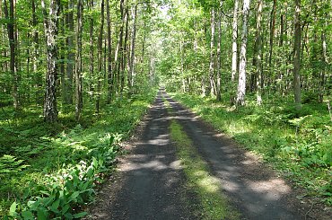 #kapliczki #las #modraki #PaprocieLeśne #pole #rzeczka #staw #wieś