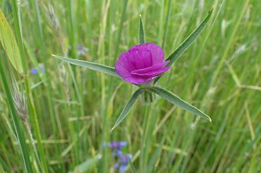 Ozdoba zbóż:) #kapliczki #las #modraki #PaprocieLeśne #pole #rzeczka #staw #wieś