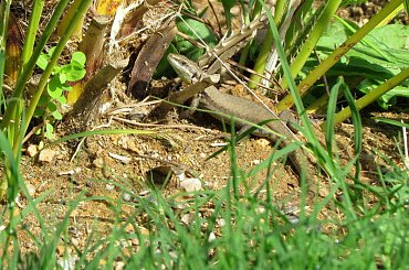 Salamandra wygrzewająca się w słońcu - Turcja 2011 #Płazy #Salamandry #Turcja