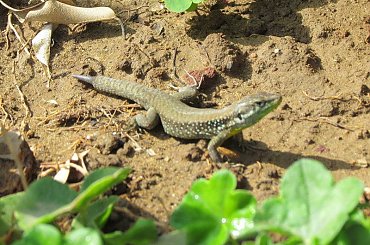 Salamandra wygrzewająca się w słońcu - Turcja 2011 #Płazy #Salamandry #Turcja