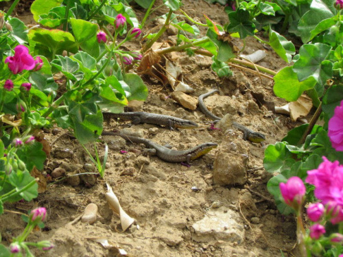 Salamandry wygrzewające się w słońcu - Turcja 2011 #Płazy #Salamandry #Turcja