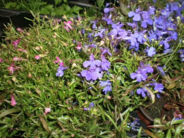 lobelia