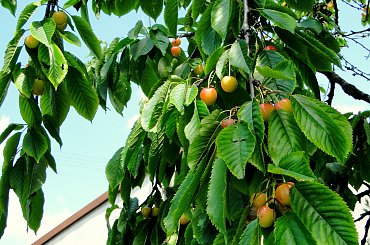 Mniammm... #czereśnie