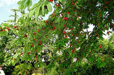 Mniammm... #czereśnie