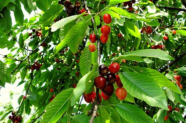 Mniammm... #czereśnie