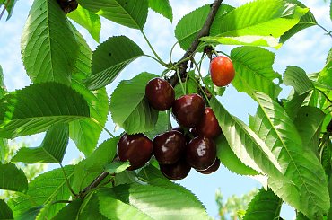 Mniammm... #czereśnie