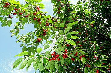 Mniammm... #czereśnie