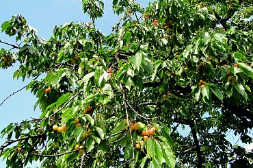 Mniammm... #czereśnie