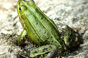 Żaby nad jeziorem Gałęzistym (Wigierski Park Narodowy) #żaba