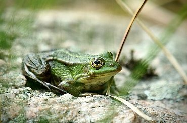Żaby nad jeziorem Gałęzistym (Wigierski Park Narodowy) #żaba