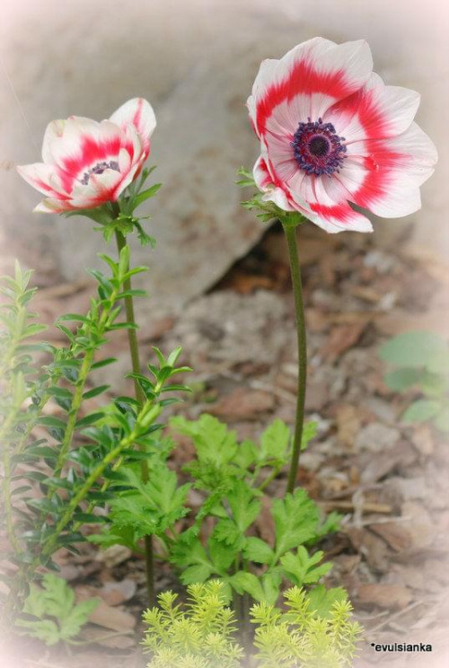 Z mojego ogrodu - Polska Biało Czerwoni :) #BiałoCzerwone #kwiaty