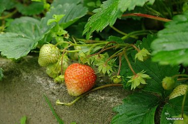 U mnie zaczyna się sezon truskawkowy #ogród #truskawki